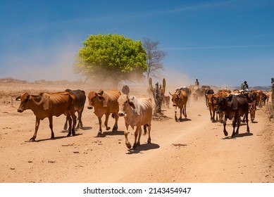 Livestock. Cattle being driven by dirt road in the semi-arid region of northeastern Brazil. Boa Ventura, Paraiba, Brazil on November 20, 2007.