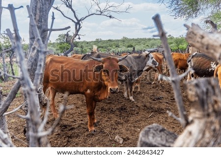 livestock cattle in enclosure village, kraal enclosure for cattle or other livestock, located within a Southern African settlement or village