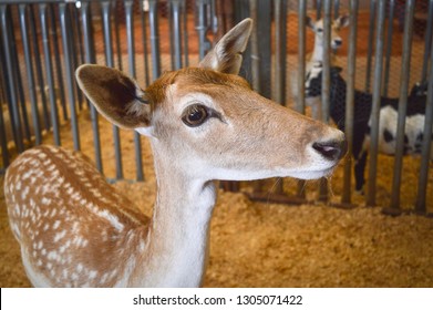 Livestock At Central Texas State Fair