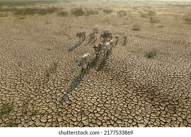 Livestock and Climate change, Thin cows walking on dry cracked earth looking for fresh water due lack of rain, an impact of drought and World Climate change.