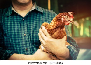 Livestock concept : Men hold attention to raising chickens to be quality products on their agricultural farms. 
 - Powered by Shutterstock