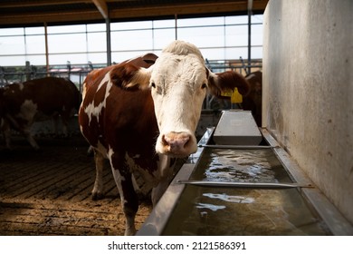 Livestock cow at trough looking at camera. Portrait.  - Shutterstock ID 2121586391