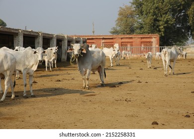 Livestock Domesticated Animals Raised Agricultural Setting Stock Photo ...