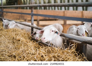 Livestock farm, flock of sheep