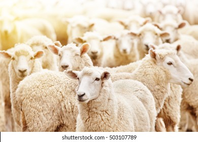 Livestock farm, flock of sheep - Shutterstock ID 503107789