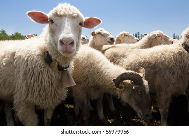 Livestock Farm - Herd Of Sheep