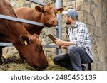 A livestock farm worker or veterinarian examining cows in cowshed. Brown cow looking at farmer. 