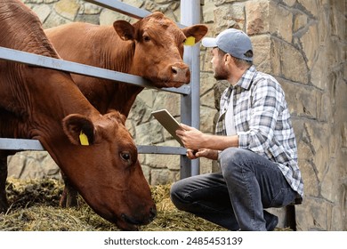 A livestock farm worker or veterinarian examining cows in cowshed. Brown cow looking at farmer. 