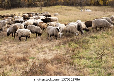 Livestock Farma Herd Sheep Goats Fodder Stock Photo 1570352986 ...