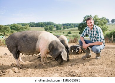 Livestock Farmer In Field With Pigs