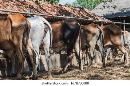 Livestock Farming That Produces Methane Gas Into The Atmosphere, Which Is A Greenhouse Gas, Affects Climate Change. The Line Of Cow Bottom In A Cow Farm.