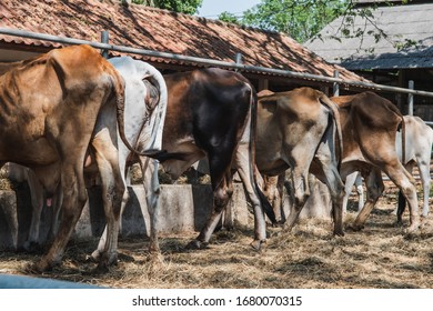 Livestock Farming That Produces Methane Gas Into The Atmosphere, Which Is A Greenhouse Gas, Affects Climate Change. The Line Of Cow Bottom In A Cow Farm.