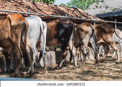 Livestock Farming That Produces Methane Gas Into The Atmosphere, Which Is A Greenhouse Gas, Affects Climate Change. The Line Of Cow Bottom In A Cow Farm.