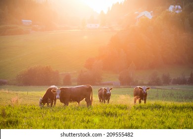 Livestock grazing during sunset in an idyllic valley, sweden
