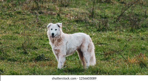 Livestock Guardian Dog Maremmano Breed Of The Central Italy