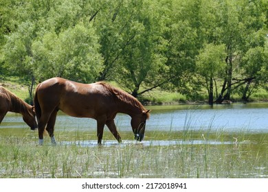 24,894 Ranch water Images, Stock Photos & Vectors | Shutterstock