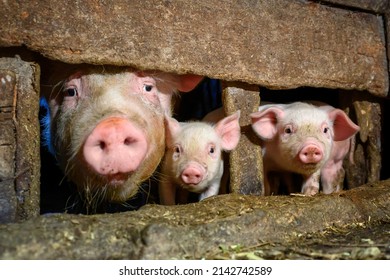 Livestock industry of funny dirt baby piglet in small swine farm