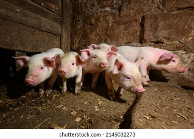 Livestock Industry Of Funny Dirt Baby Piglet In Small Swine Farm