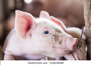 Livestock Industry Of Small Funny Piglet In Swine Farm, Meat Business