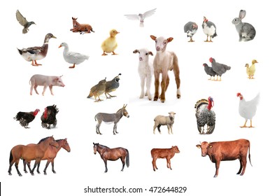 livestock isolated on white background