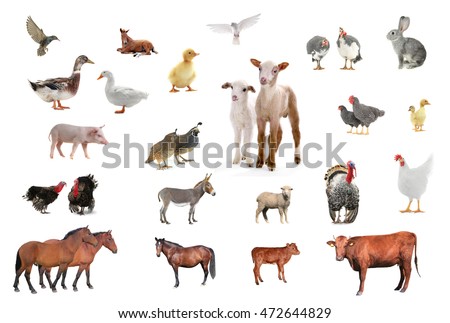 livestock isolated on white background