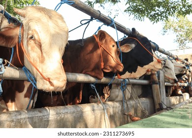 livestock market. cattle farm. herd of cows in the stable.  - Shutterstock ID 2311273695
