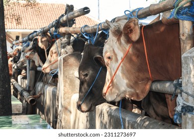 livestock market. cattle farm. herd of cows in the stable.  - Shutterstock ID 2311273697