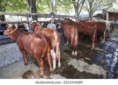 livestock market. cattle farm. herd of cows in the stable.  - Shutterstock ID 2311414689