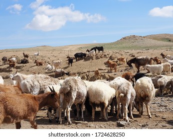 Breeding Nguni Cows Traditional Breed Cattle Stock Photo (Edit Now ...