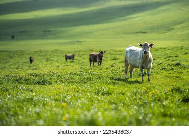 livestock on an agricultural farm on a ranch on pasture and grass in summer - Shutterstock ID 2235438037