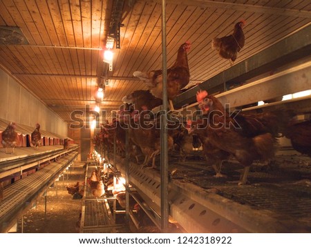 Livestock on a chicken farm