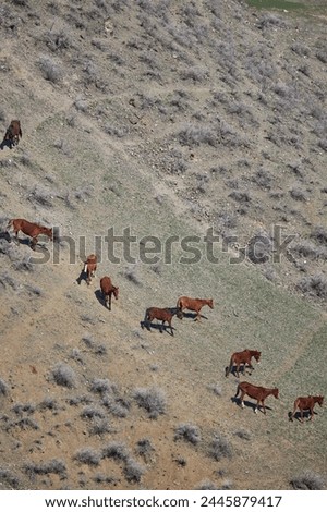 Livestock on free range. Herd of horses grazing freely, going down the hillside. Mountain slope. Organic farm, graze animal farming, agriculture. horse, view from above