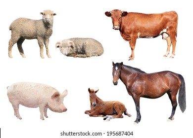 livestock on a white background