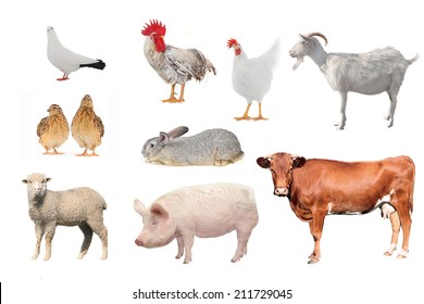 livestock;  on a white background