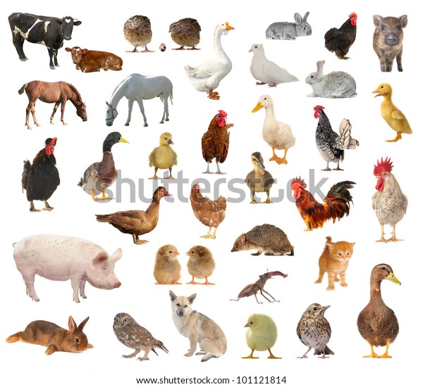 Livestock On White Background On White Stock Photo (Edit Now) 101121814