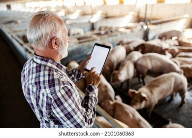 Livestock, Pig Farming, And Breeding. A Senior Farmer Stands Next To A Pig Pen With A Tablet In His Hands And Uses It For Counting.