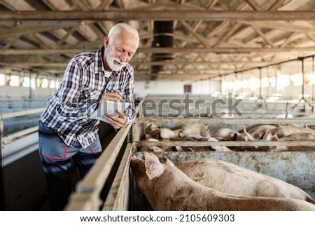 Livestock, pigs breeding, and farming. A senior farmer standing next to a pig pen and writing down calculations.