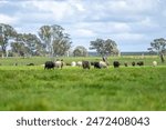livestock restoring landscape through farming