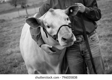 Livestock Show Steer