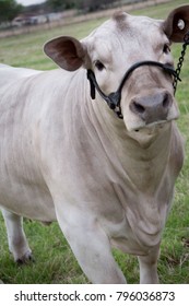 Livestock Show Steer