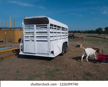 Livestock Trailer On Farm With Goat  