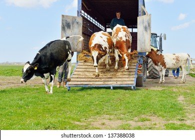 Livestock Transport Of Cows