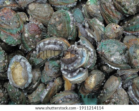 Living Abalone, Abalone, Abalone shell