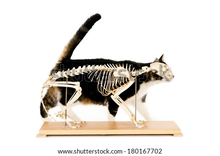 Living cat behind a cat skeleton, isolated on white