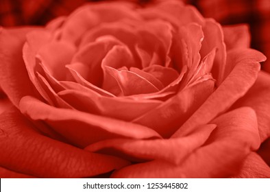 Living Coral background, copy space. Fresh rose flower, close up.  Color of the year 2019. Nature floral background. Valentine's Day, Woman's Day (March 8), Mother's Day, birthday