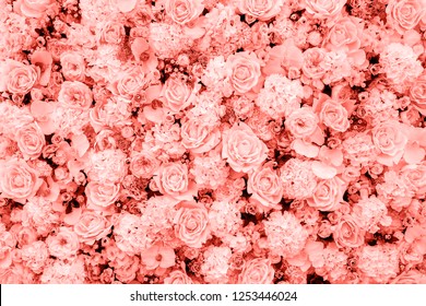 Living Coral background made of roses and many flowers, copy space. Color of the year 2019. Nature floral background. Top view, flat lay. Valentine's Day, Woman's Day (March 8), Mother's Day, birthday