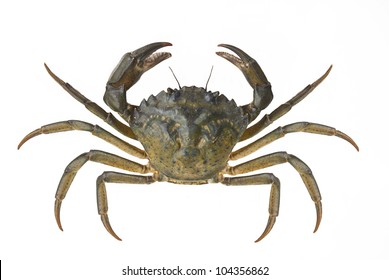 Living crab isolated on white - Shutterstock ID 104356862