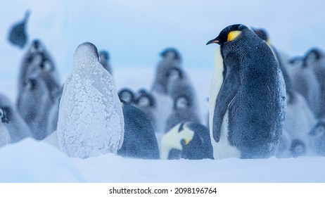 Living In Emperor Penguin Colony.