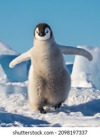 Living In Emperor Penguin Colony