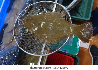 Flatfish の画像 写真素材 ベクター画像 Shutterstock